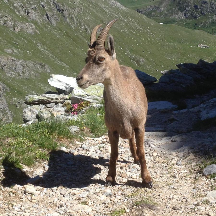 Vacation Rental - Pralognan La Vanoise Savoie Экстерьер фото